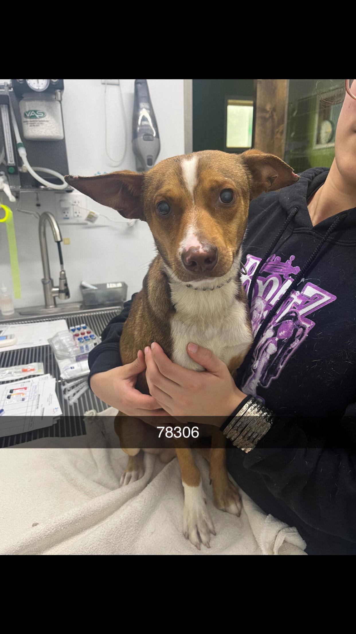 GIBLET, a Adoptable Chihuahua in Chico, CA image 2/3