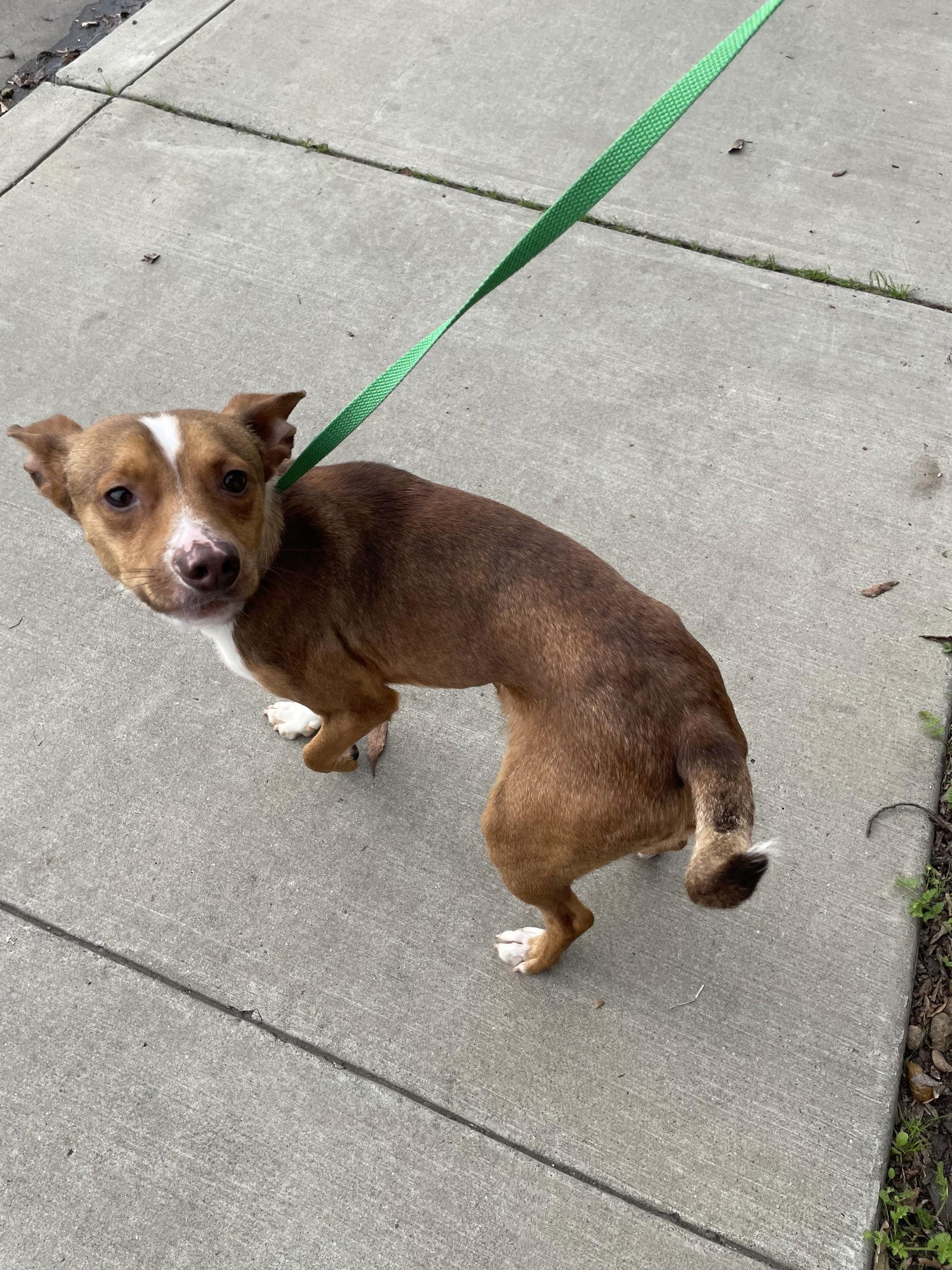 GIBLET, a Adoptable Chihuahua in Chico, CA image 3/3