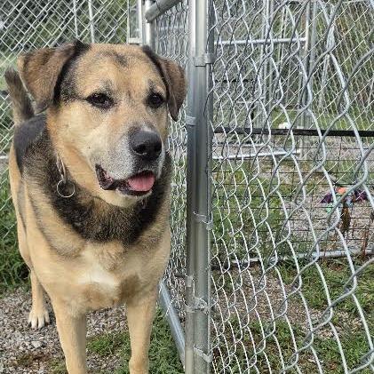 Max, Adoptable, Senior Male German Shepherd Dog & Mastiff.