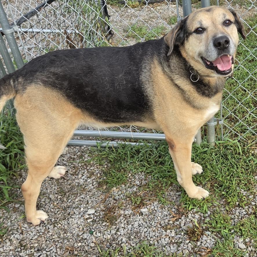 Enlarge Max, a Adoptable mixed breed in Falmouth, KY image 2/5