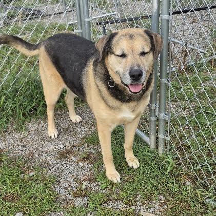 Enlarge Max, a Adoptable mixed breed in Falmouth, KY image 3/5