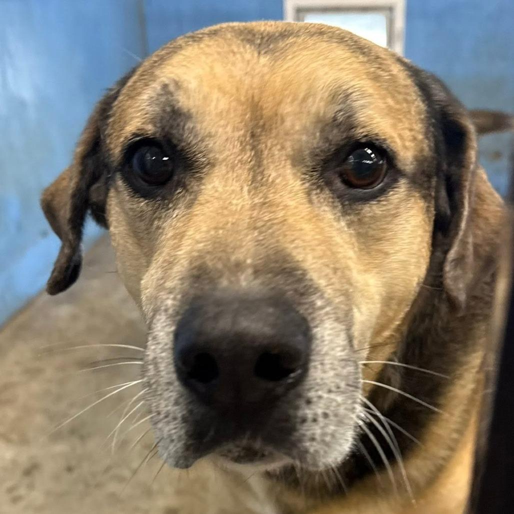 Enlarge Max, a Adoptable mixed breed in Falmouth, KY image 4/5