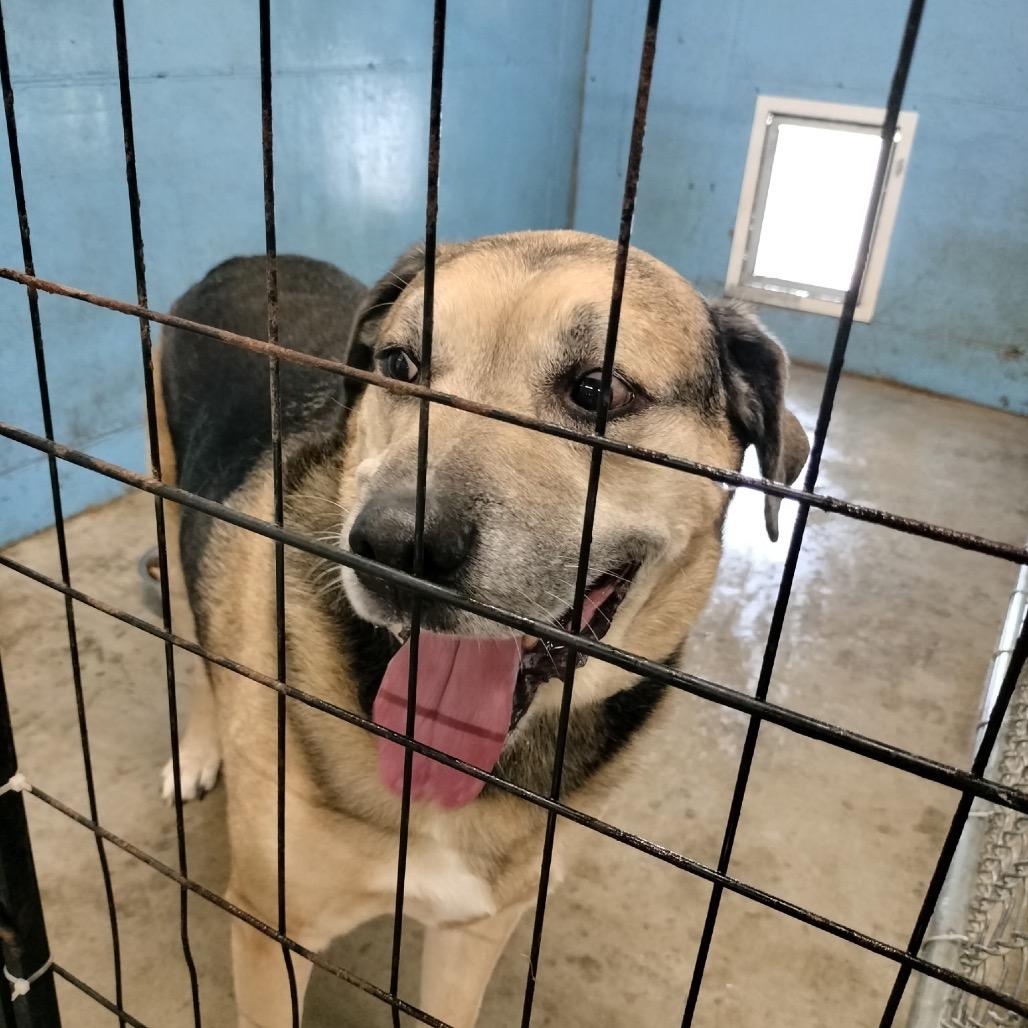 Enlarge Max, a Adoptable mixed breed in Falmouth, KY image 5/5