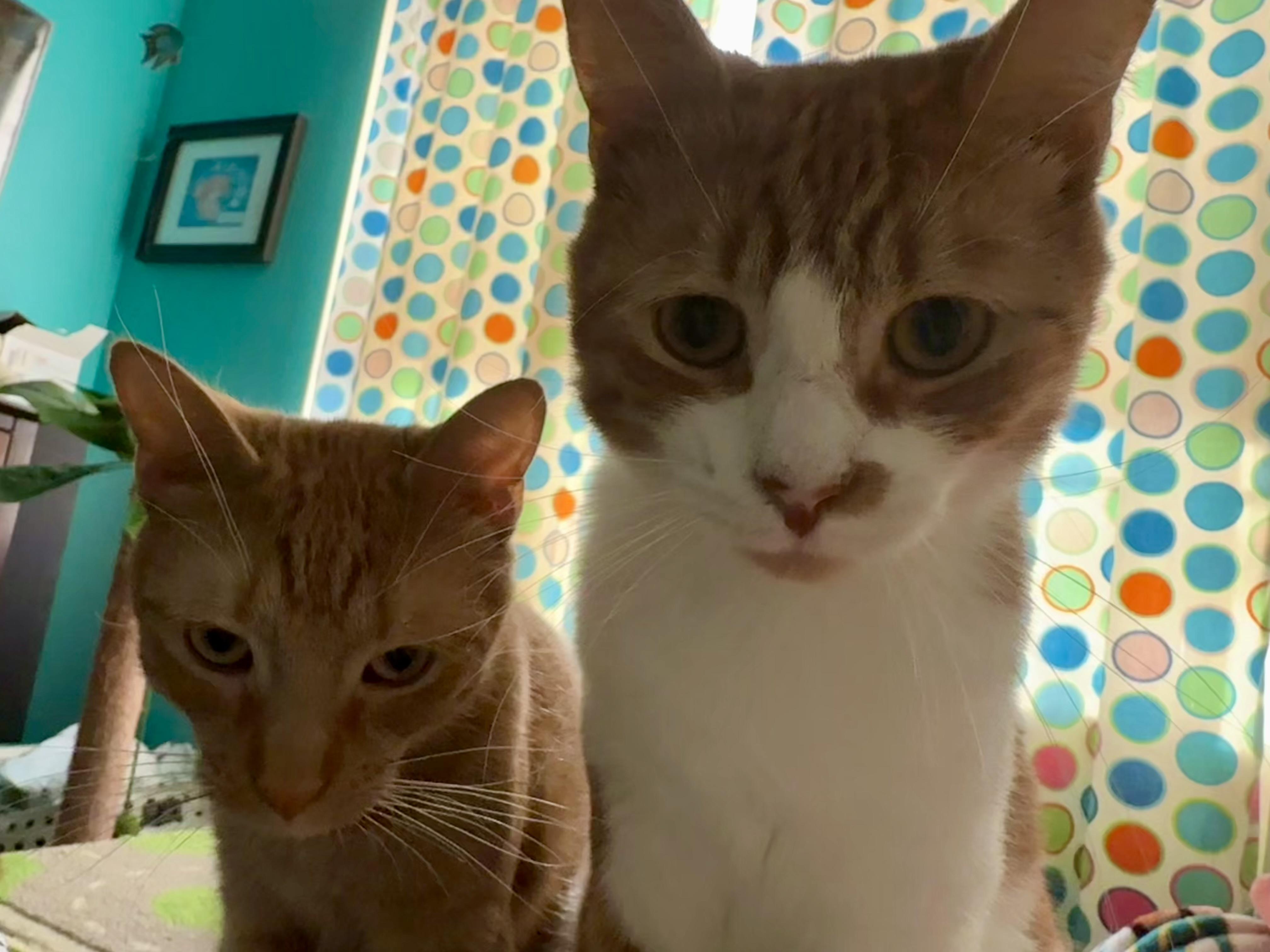 Nacho, a Adoptable Domestic Short Hair in North East, MD image 2/4