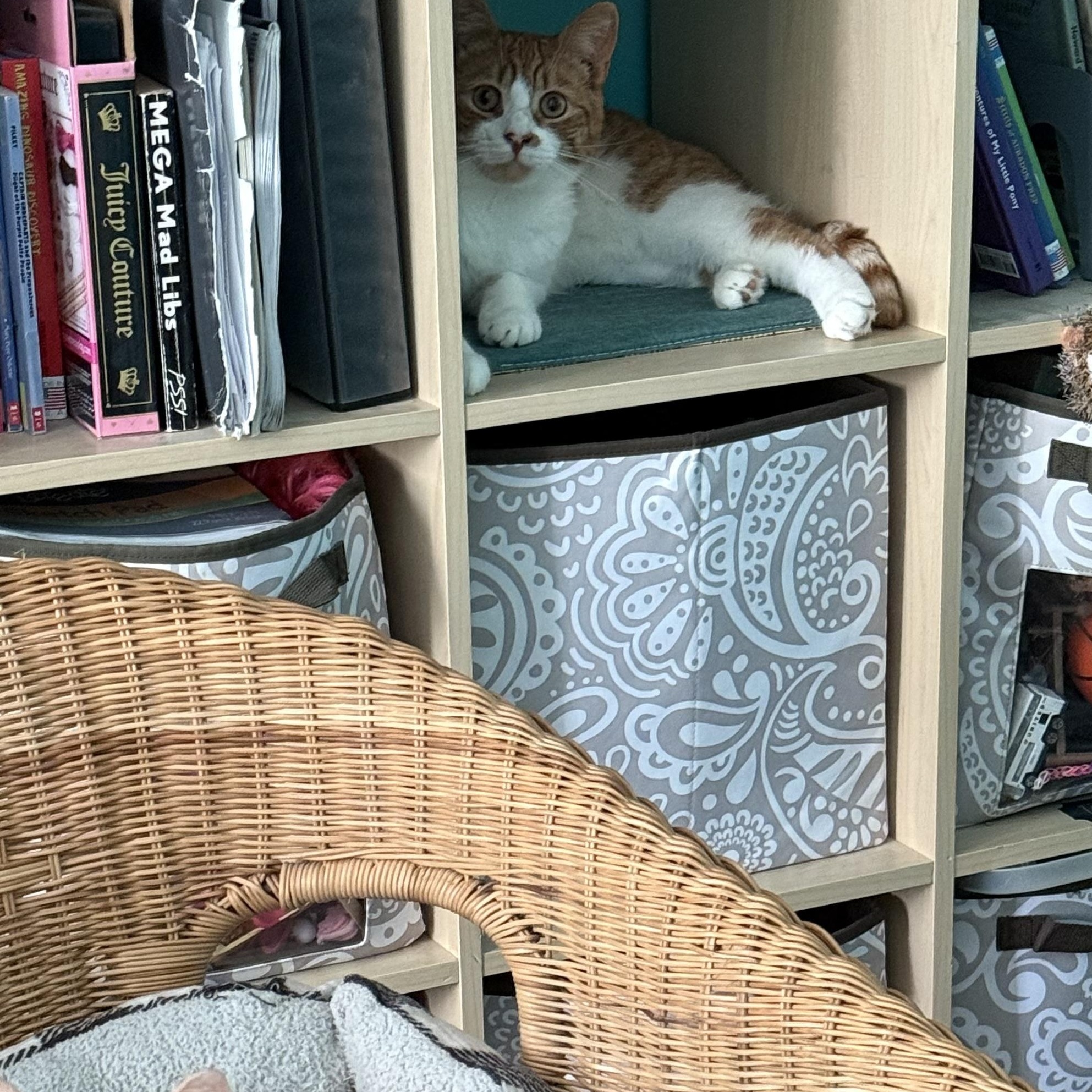 Nacho, a Adoptable Domestic Short Hair in North East, MD image 3/4