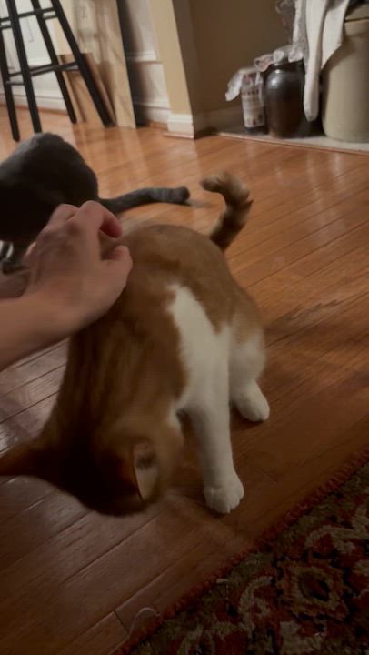 Enlarge Nacho, a Adoptable Domestic Short Hair in North East, MD video 4/4