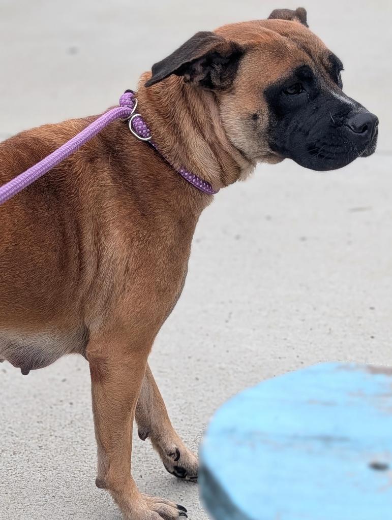 Meeka, a Adoptable mixed breed in Greenfield, IN image 1/3