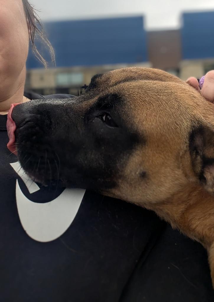 Meeka, a Adoptable mixed breed in Greenfield, IN image 2/3