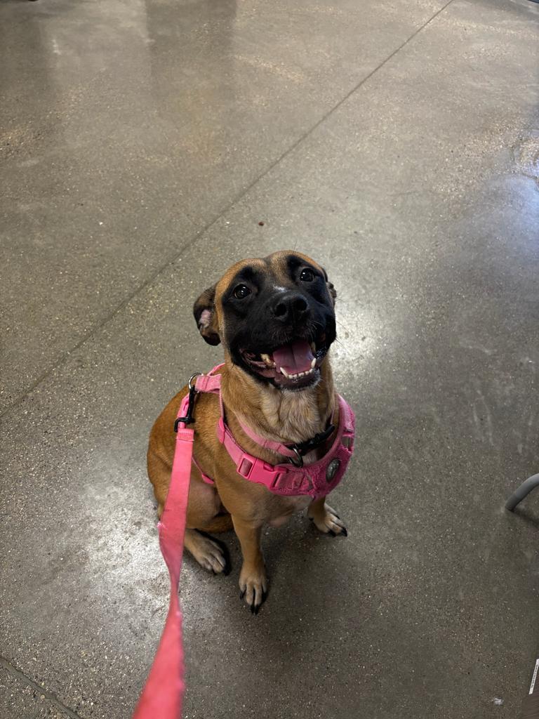 Meeka, Adoptable, Young Female Pit Bull Terrier & Boxer.