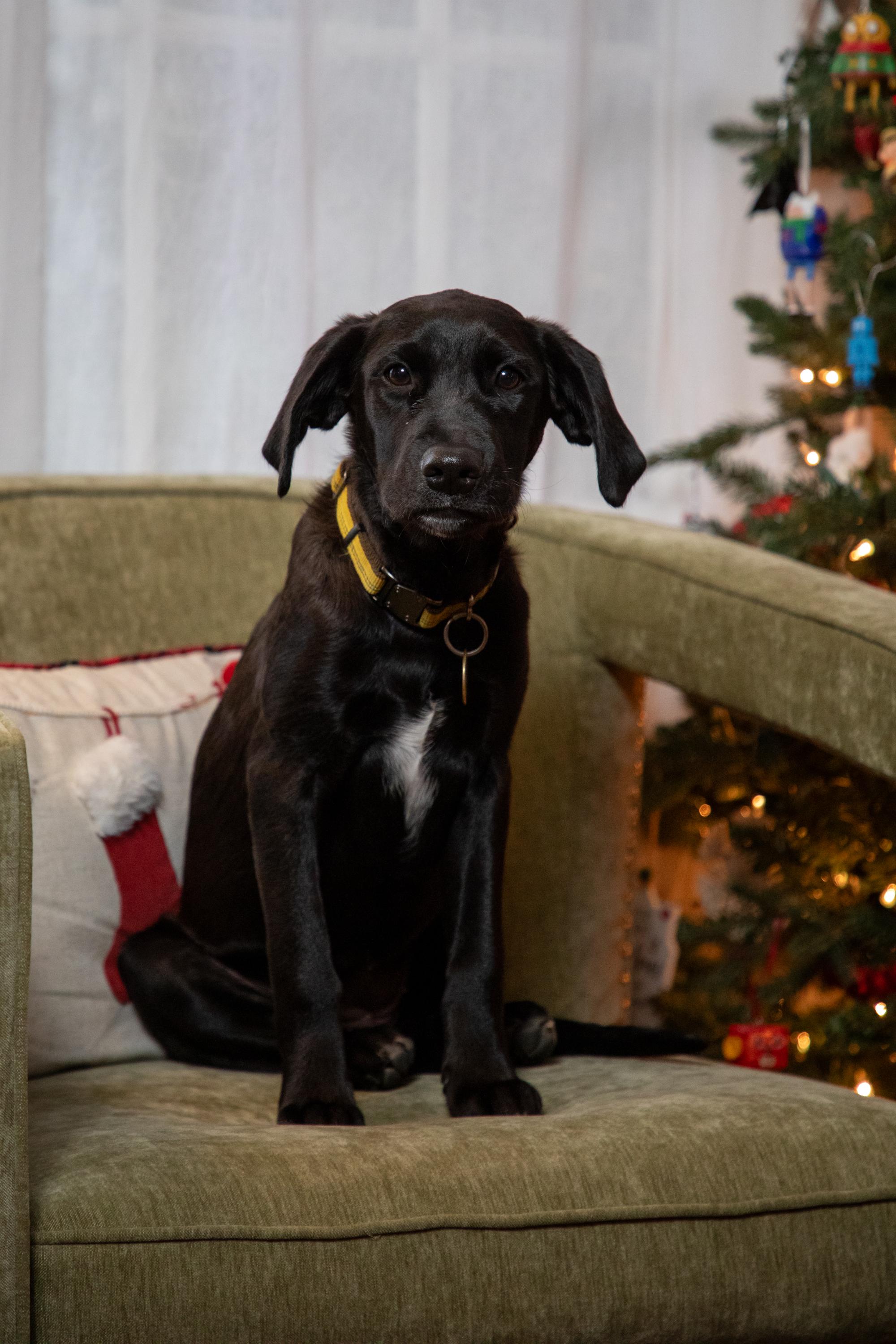 Bubbles, Adoptable, Puppy Female Black Labrador Retriever.