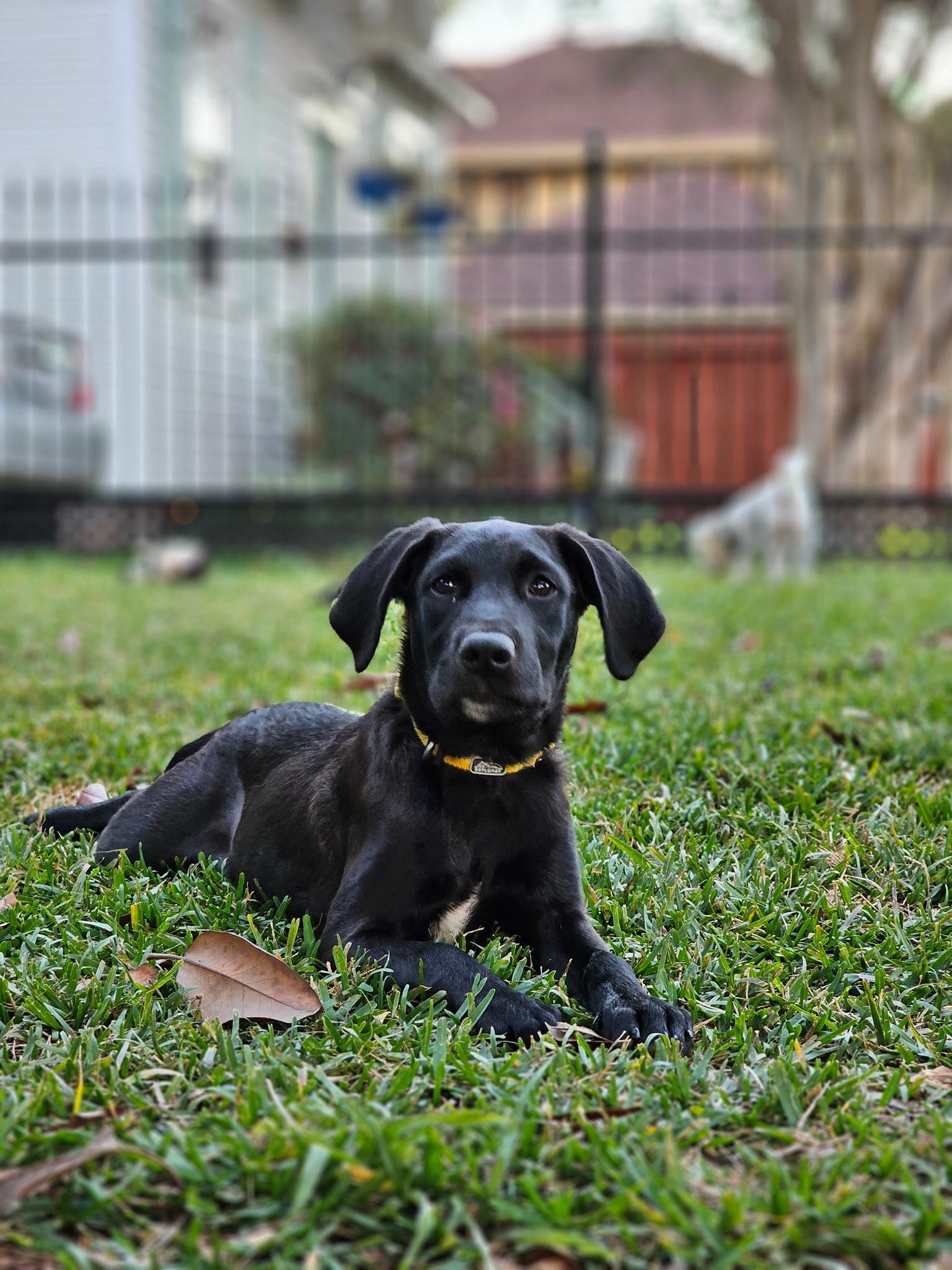 Bubbles, a Adoptable Black Labrador Retriever in Zachary, LA image 2/5