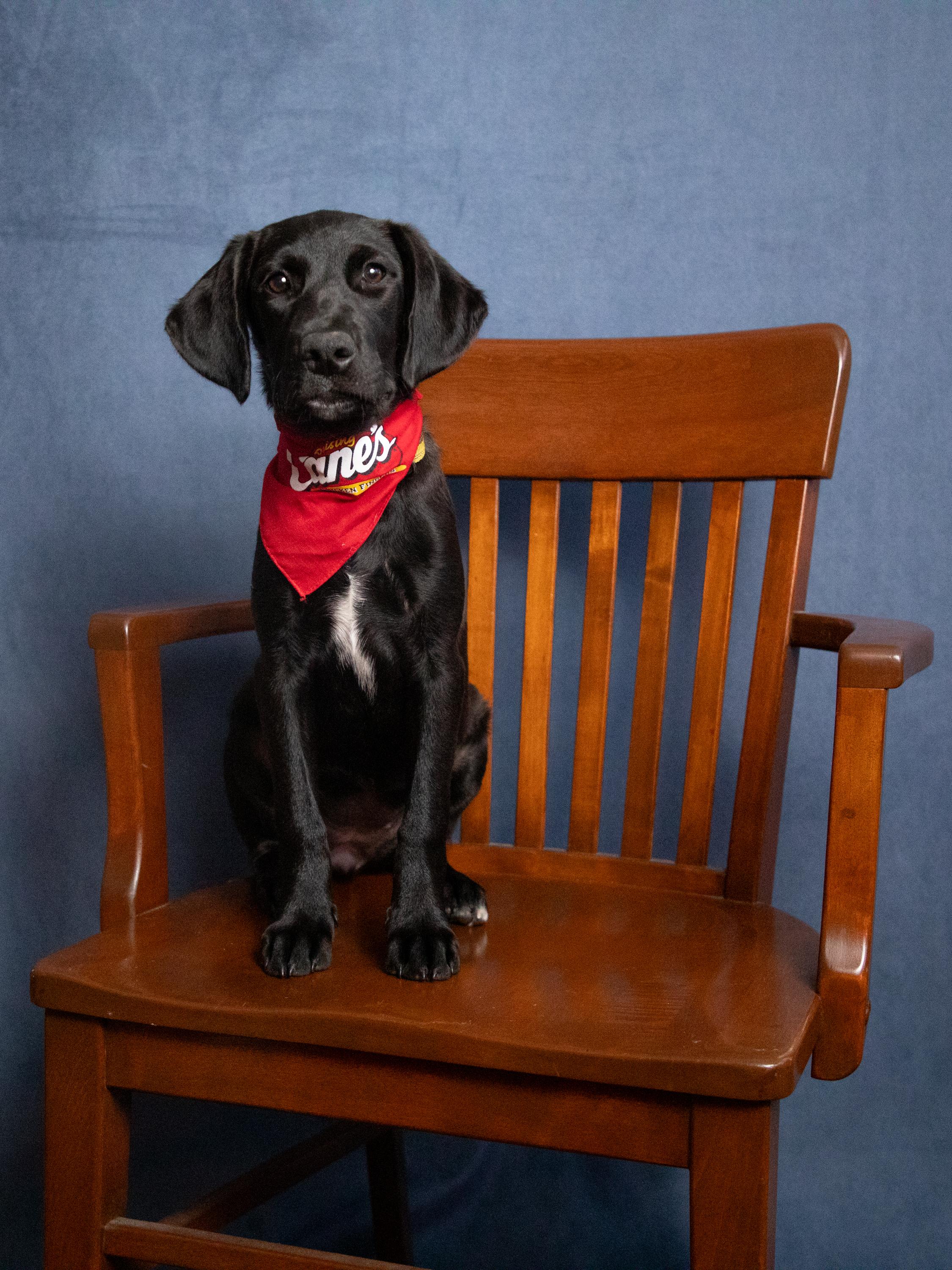 Bubbles, a Adoptable Black Labrador Retriever in Zachary, LA image 3/5