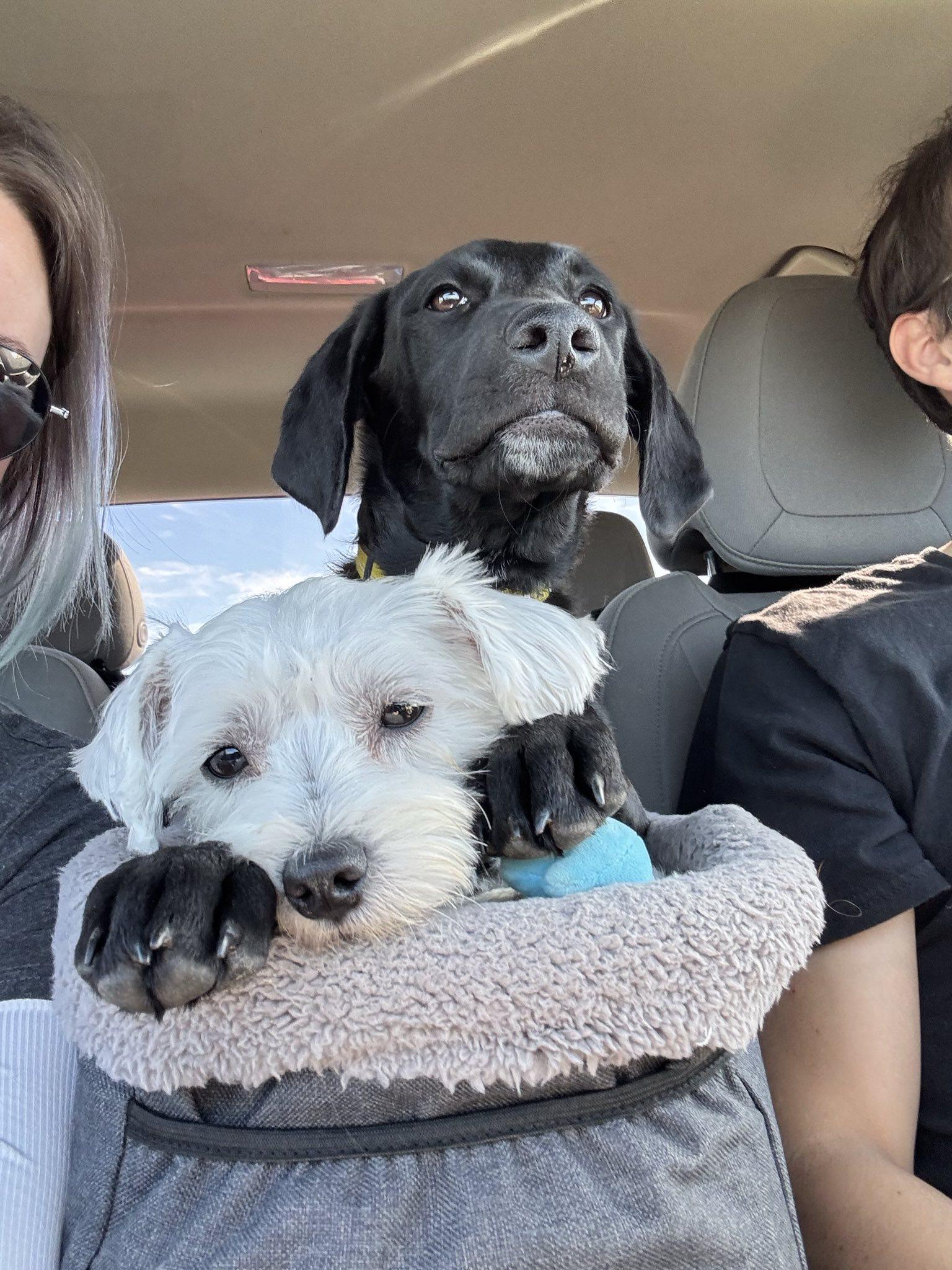 Bubbles, a Adoptable Black Labrador Retriever in Zachary, LA image 4/5