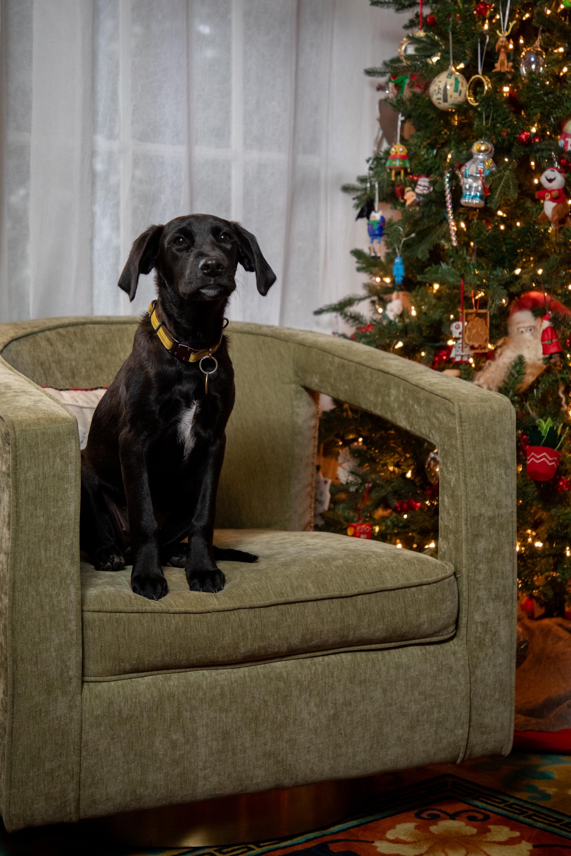 Bubbles, a Adoptable Black Labrador Retriever in Zachary, LA image 5/5