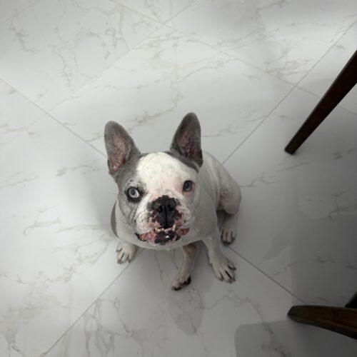 Enlarge Lunita, a Adoptable French Bulldog in Plantation, FL image 1/6