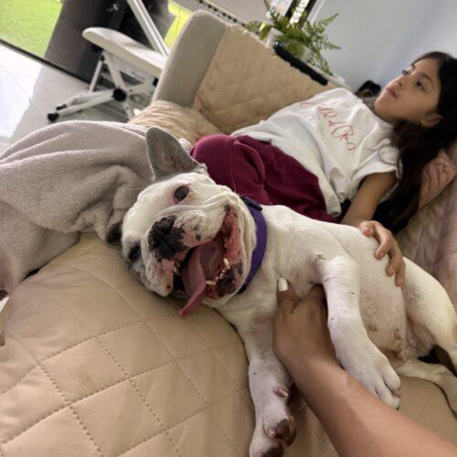 Enlarge Lunita, a Adoptable French Bulldog in Plantation, FL image 2/6