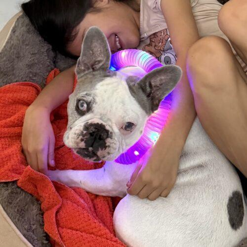 Enlarge Lunita, a Adoptable French Bulldog in Plantation, FL image 2/6