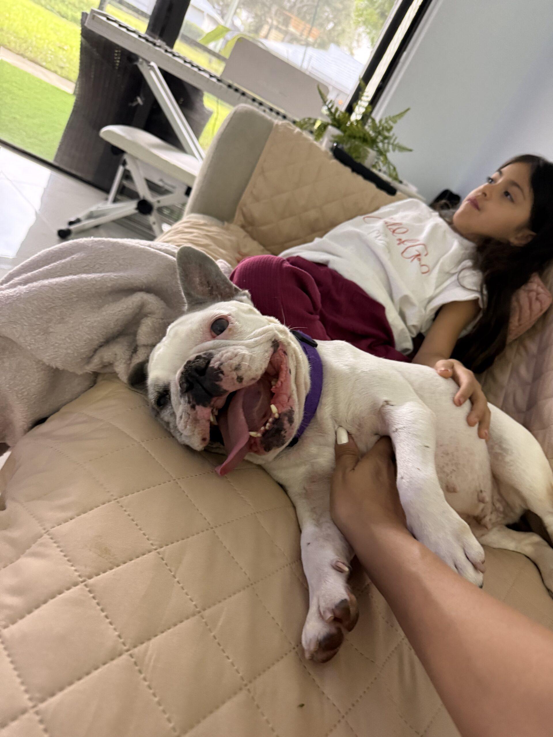 Enlarge Lunita, a Adoptable French Bulldog in Plantation, FL image 3/6