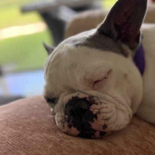 Enlarge Lunita, a Adoptable French Bulldog in Plantation, FL image 4/6