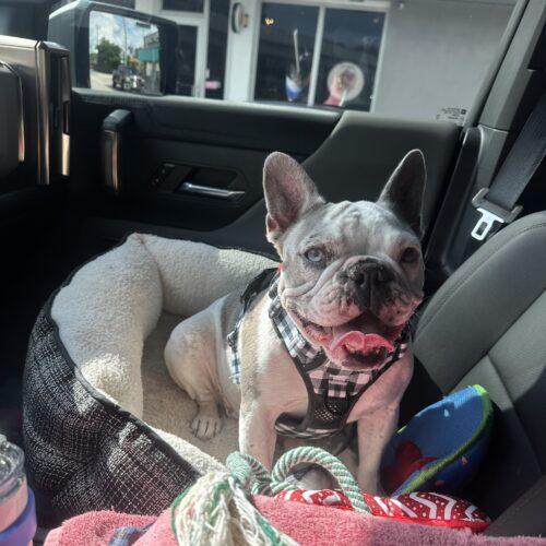 Enlarge Lunita, a Adoptable French Bulldog in Plantation, FL image 5/6
