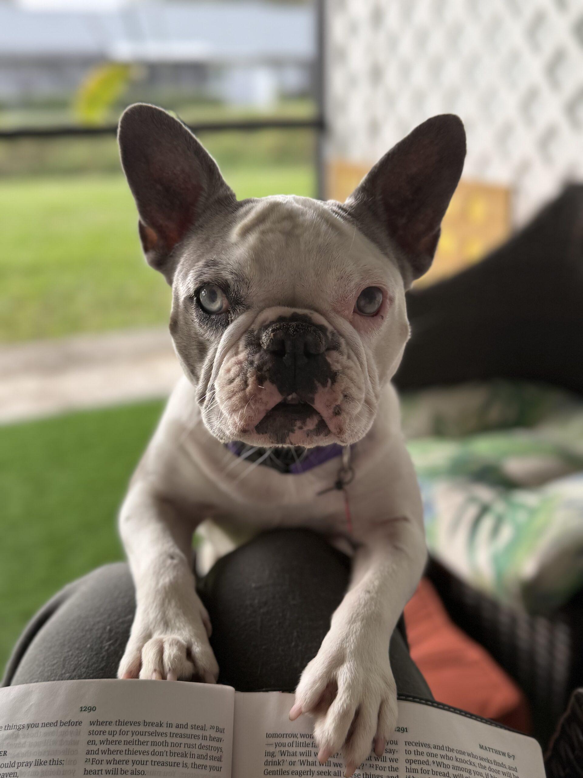 Enlarge Lunita, a Adoptable French Bulldog in Plantation, FL image 6/6