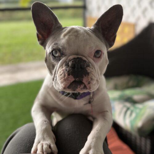 Enlarge Lunita, a Adoptable French Bulldog in Plantation, FL image 6/6
