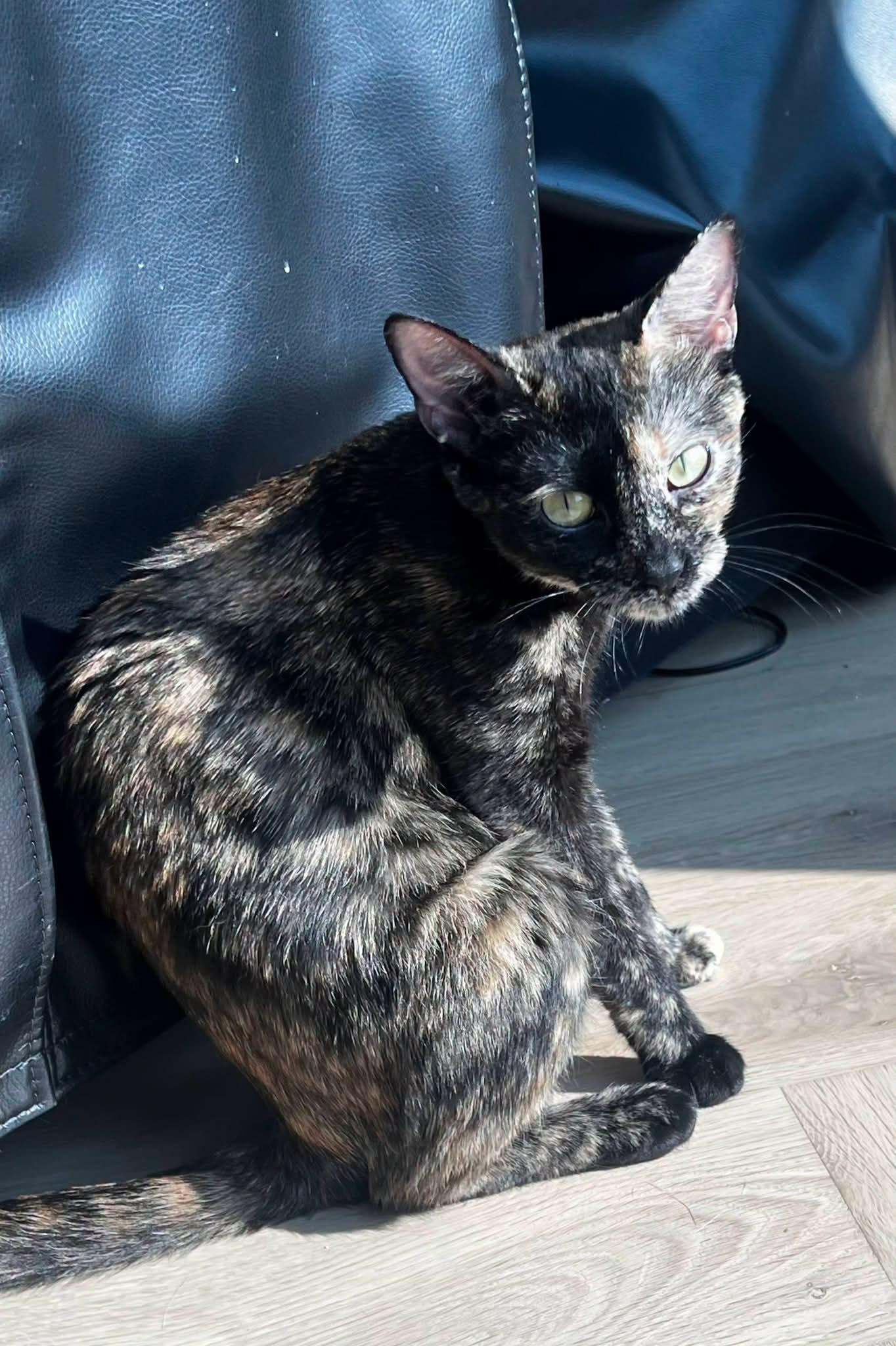 Enlarge Bee, a Adopted mixed breed in Sioux City, IA image 5/6