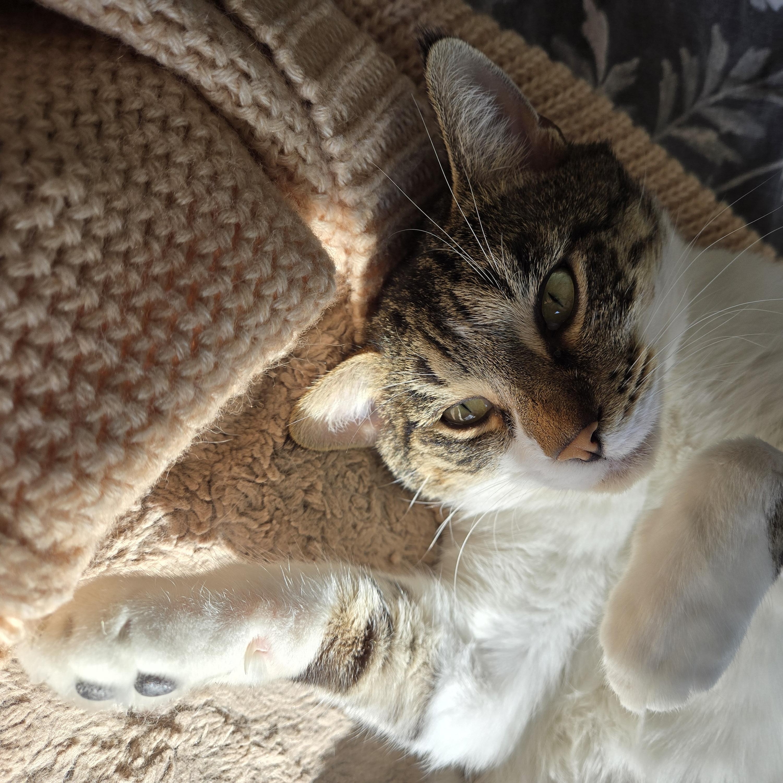 Beau, Adult Male unknown