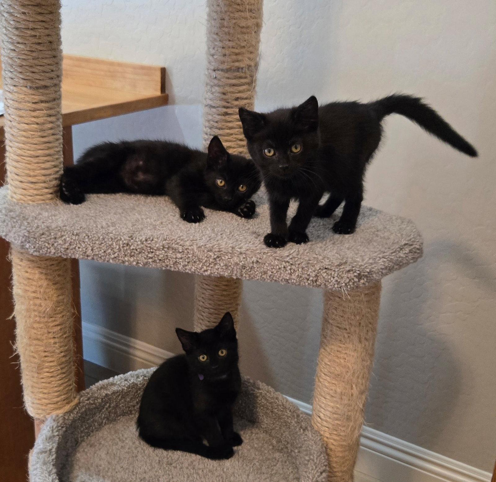 Max (Green), Adoptable, Kitten Male Domestic Short Hair.