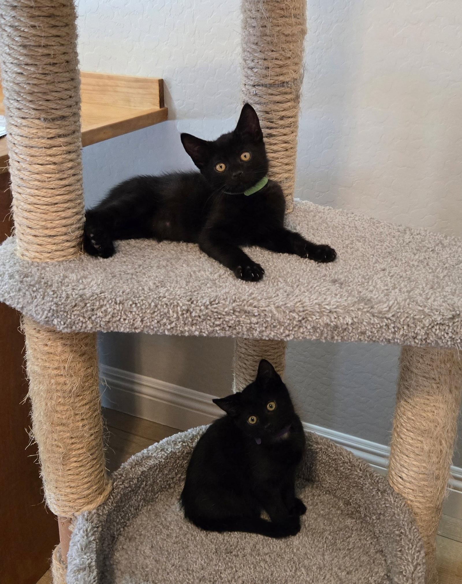 Enlarge Max (Green), a Adoptable Domestic Short Hair in Queen Creek, AZ image 3/3