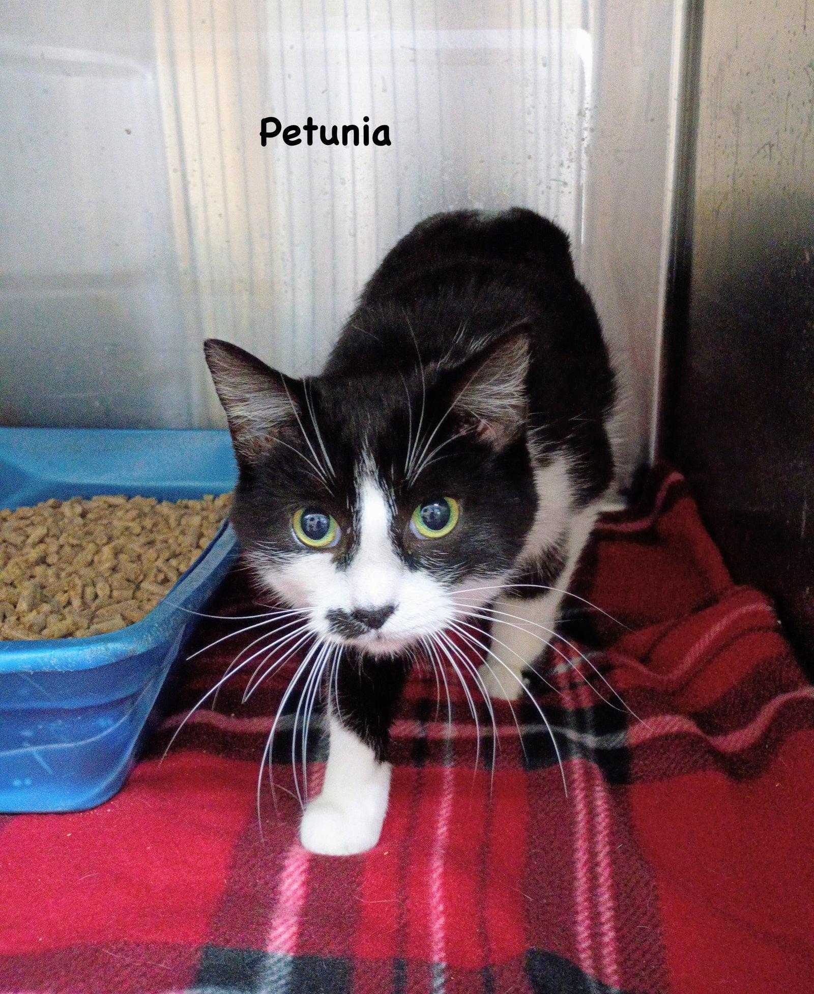 Enlarge Petunia, a Adoptable mixed breed in Morehead, KY image 1/1