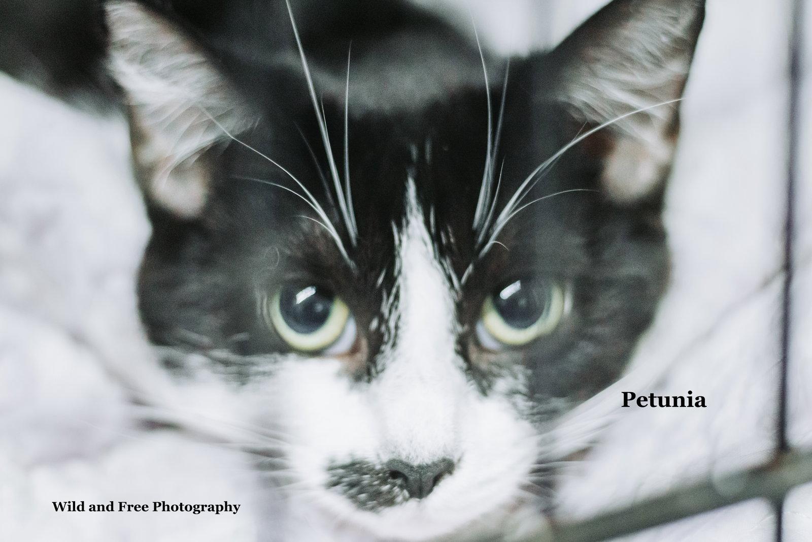 Petunia, a Adoptable mixed breed in Morehead, KY image 1/3