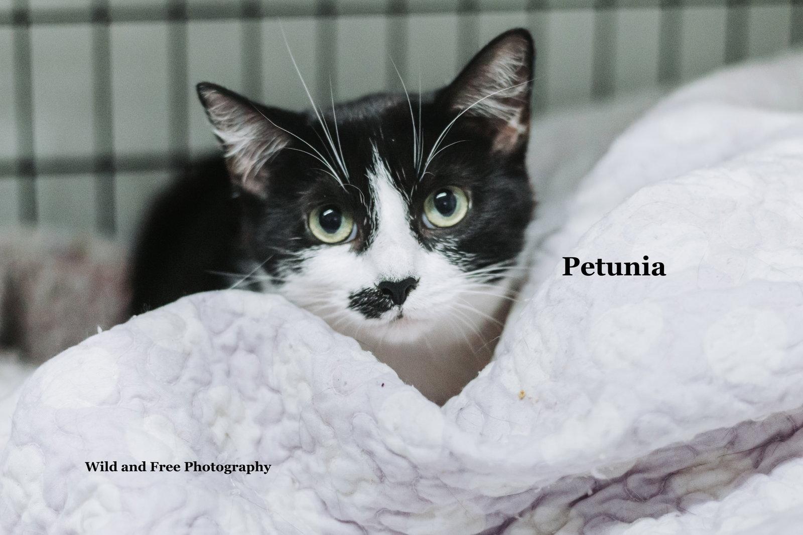 Petunia, a Adoptable mixed breed in Morehead, KY image 2/3