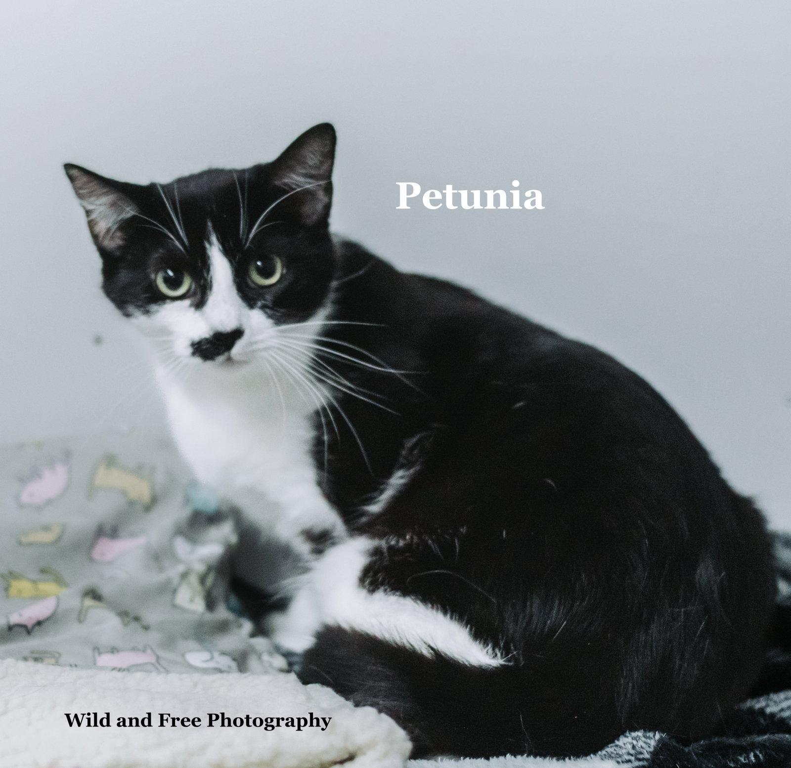 Petunia, a Adoptable mixed breed in Morehead, KY image 3/3