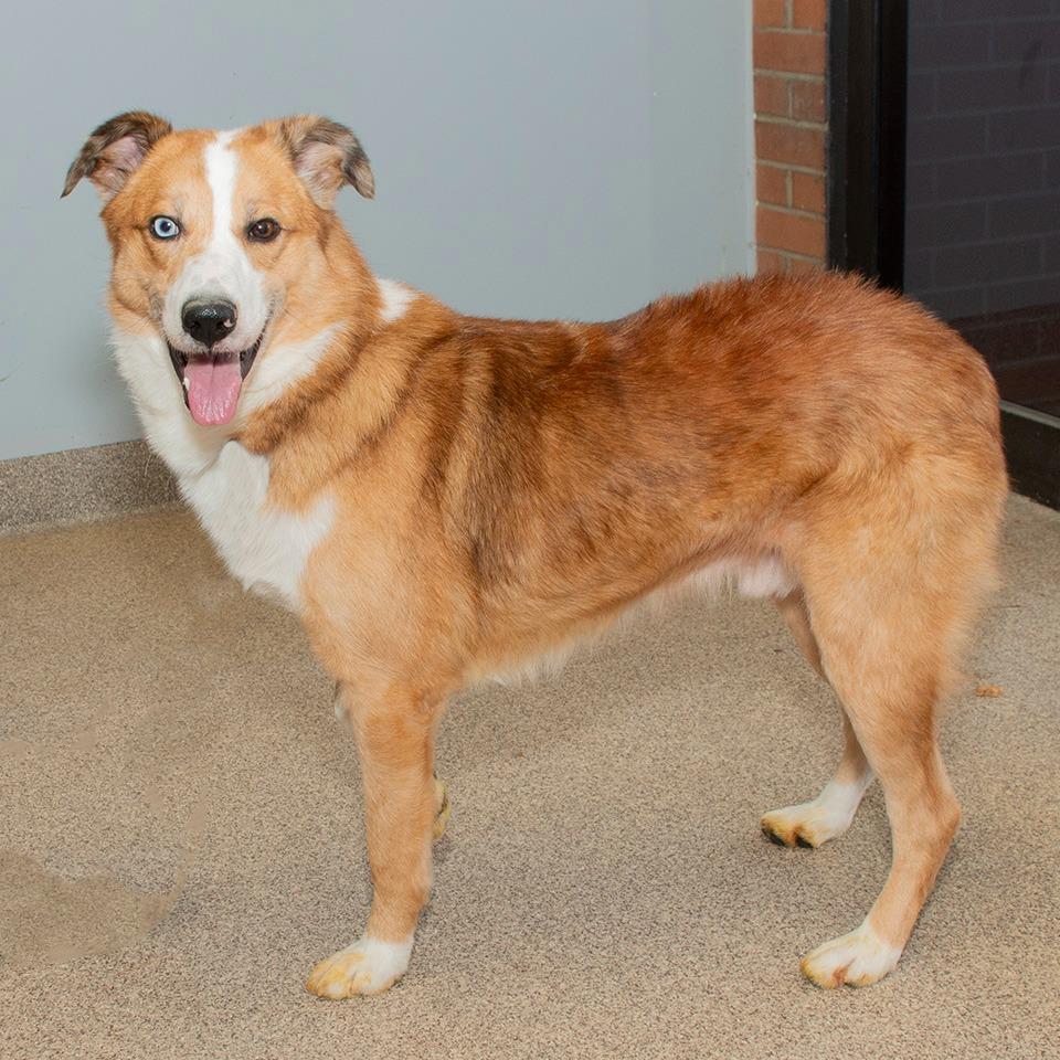 Enlarge Odie, a Adoptable mixed breed in Troy, OH image 2/3