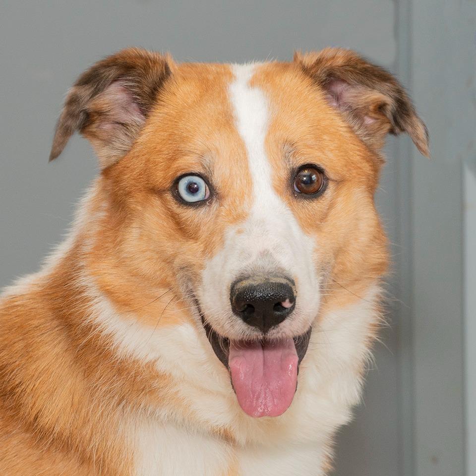 Enlarge Odie, a Adoptable mixed breed in Troy, OH image 3/3