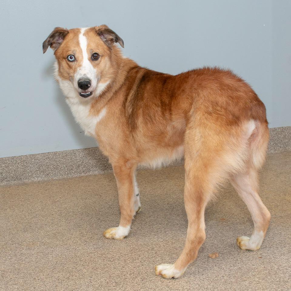 Enlarge Odie, a Adoptable mixed breed in Troy, OH image 2/3