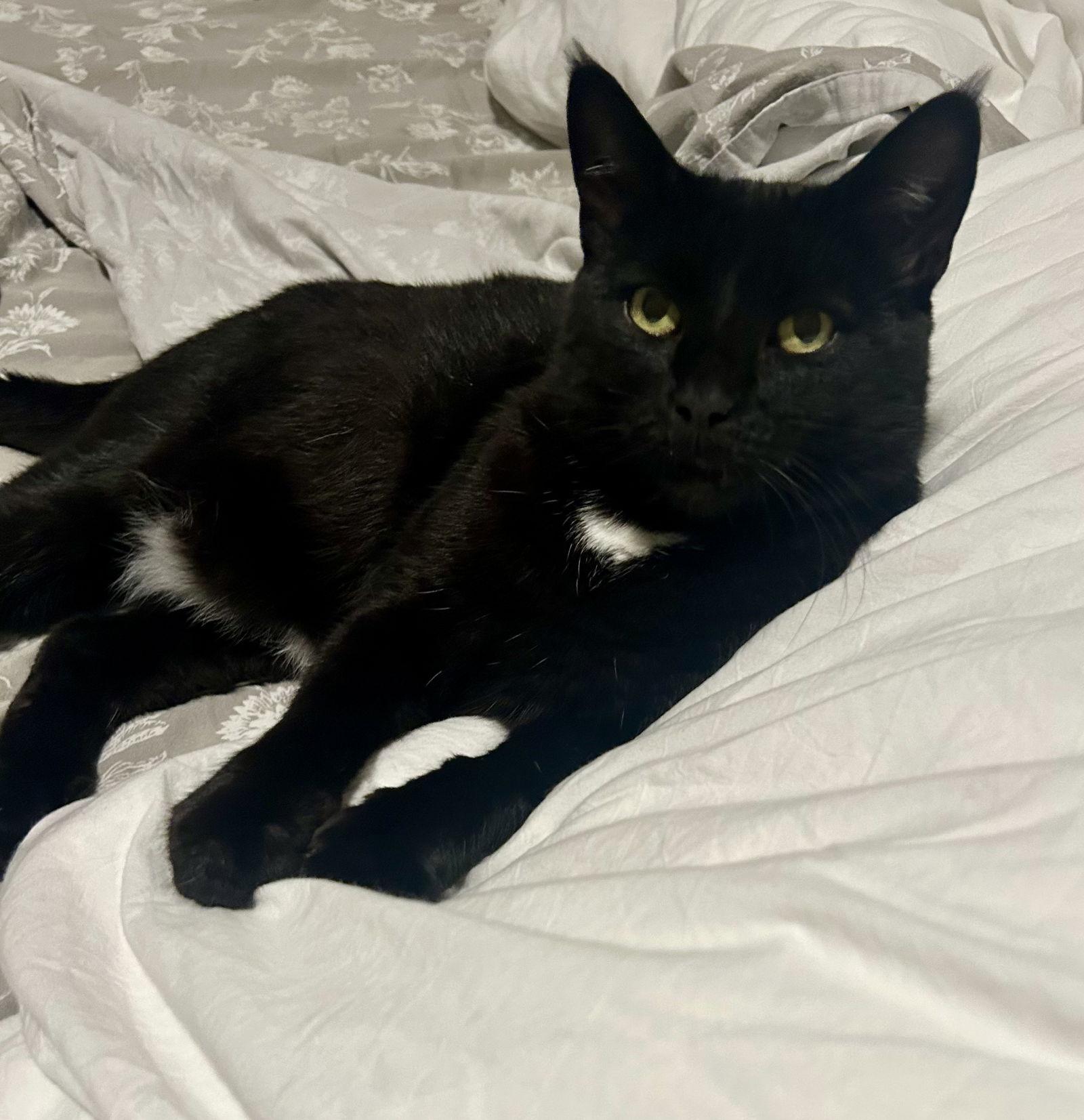 Jinx, Adoptable, Adult Female Domestic Short Hair.