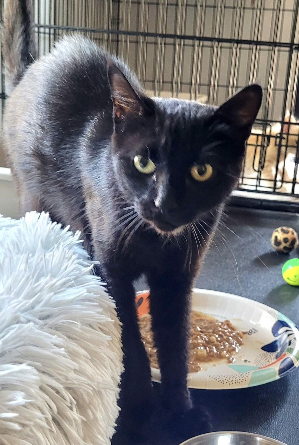 Jinx, a Adoptable Domestic Short Hair in Broomall, PA image 2/3