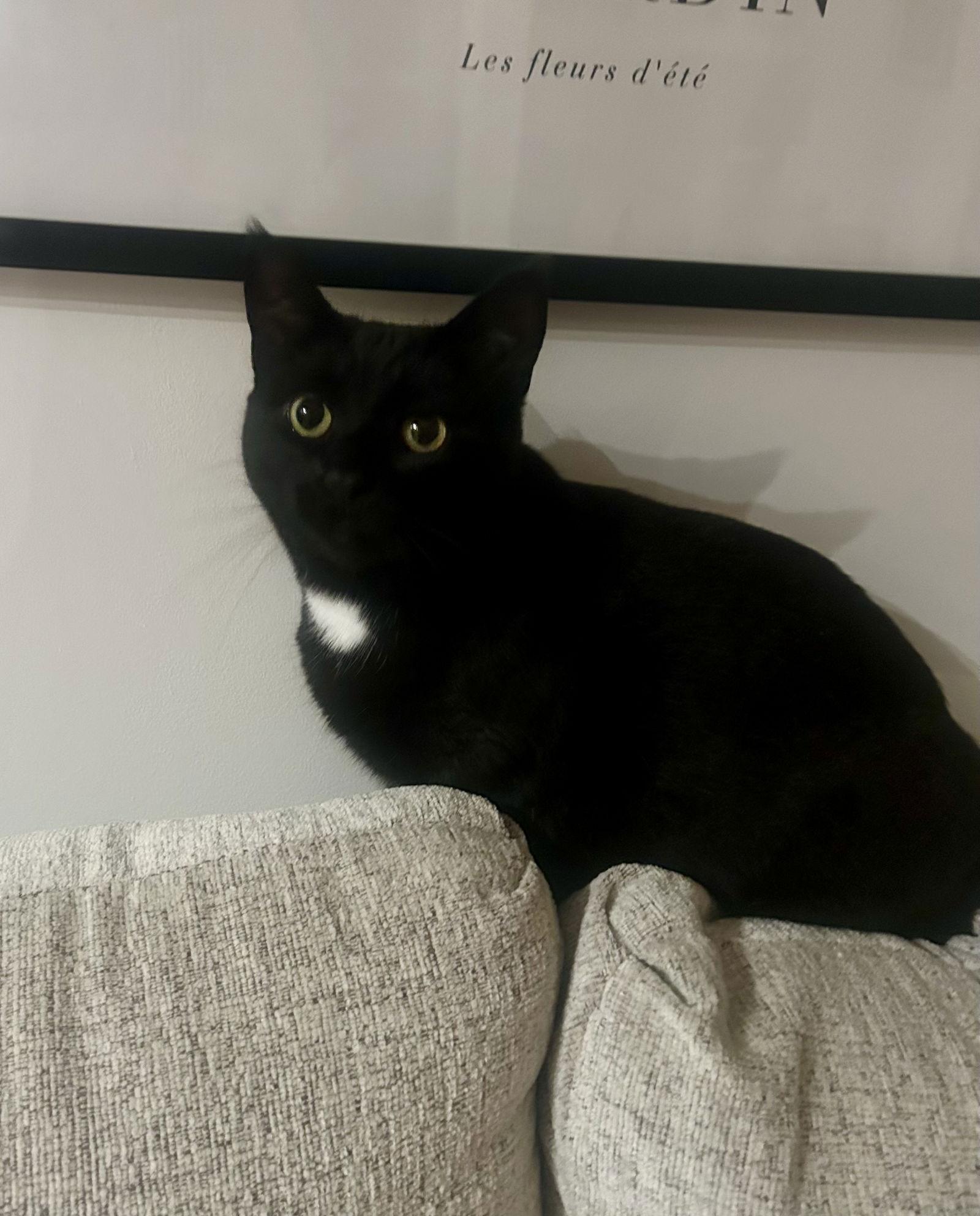 Jinx, a Adoptable Domestic Short Hair in Broomall, PA image 3/3