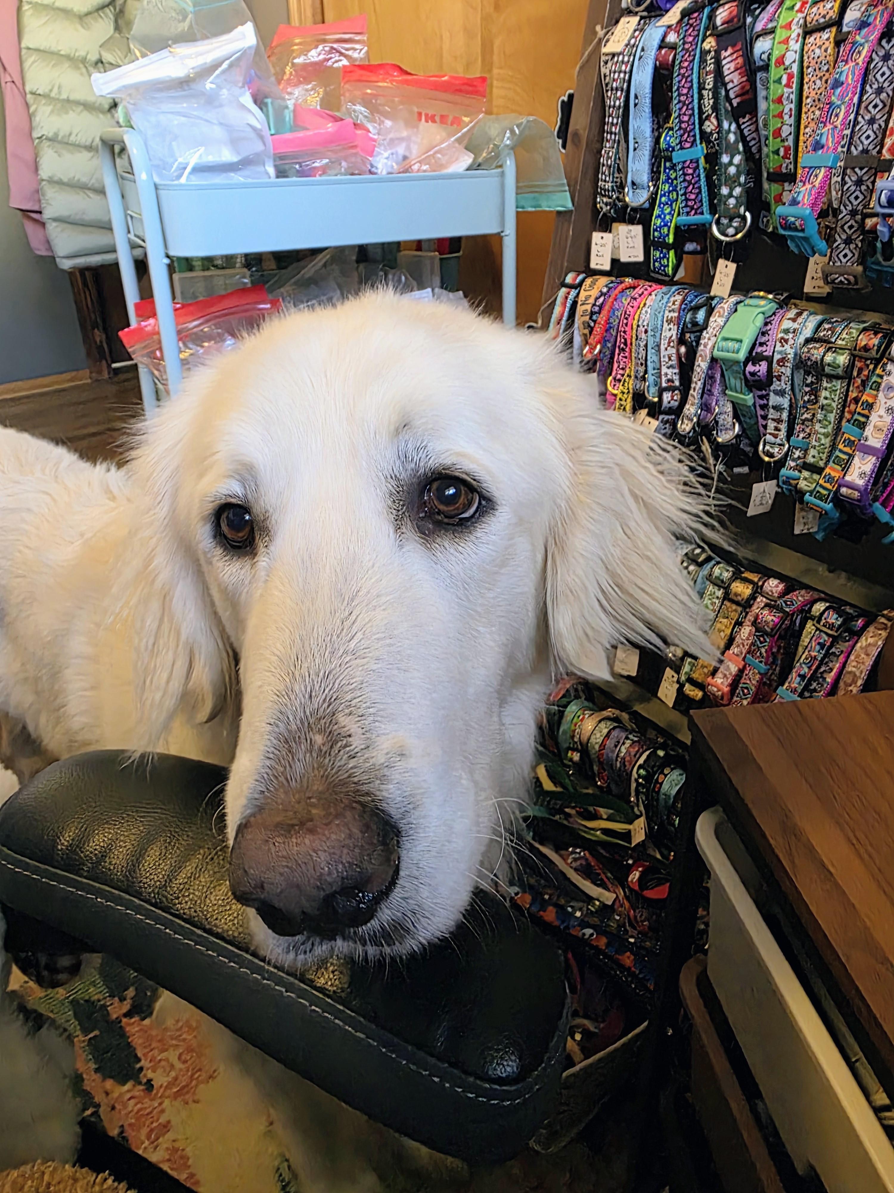 Dovie, adopted, Adult Female Great Pyrenees.