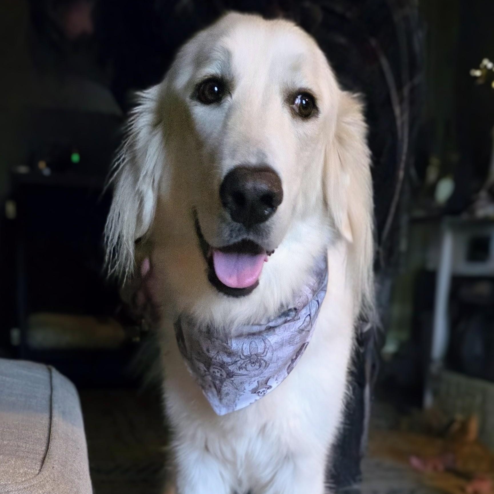 Enlarge Dovie, an adopted mixed breed in Portland, OR image 2/6