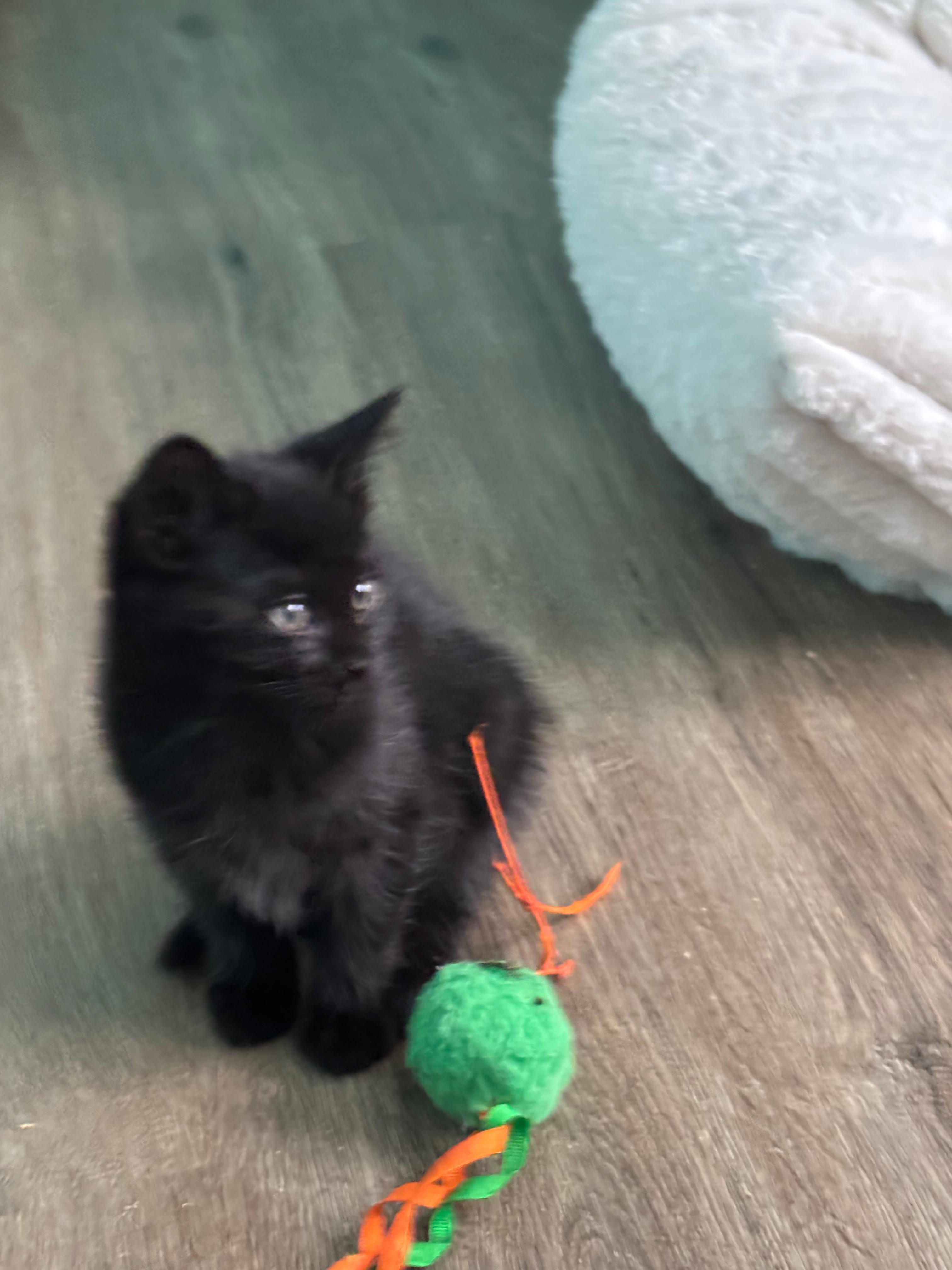 Cézanne , ADOPTABLE, Kitten Female Domestic Short Hair.