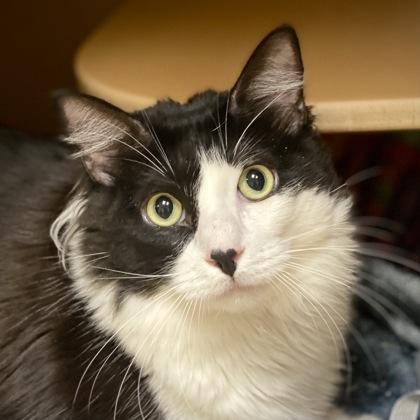 Oreo, Adoptable, Young Male Domestic Short Hair & Domestic Short Hair.