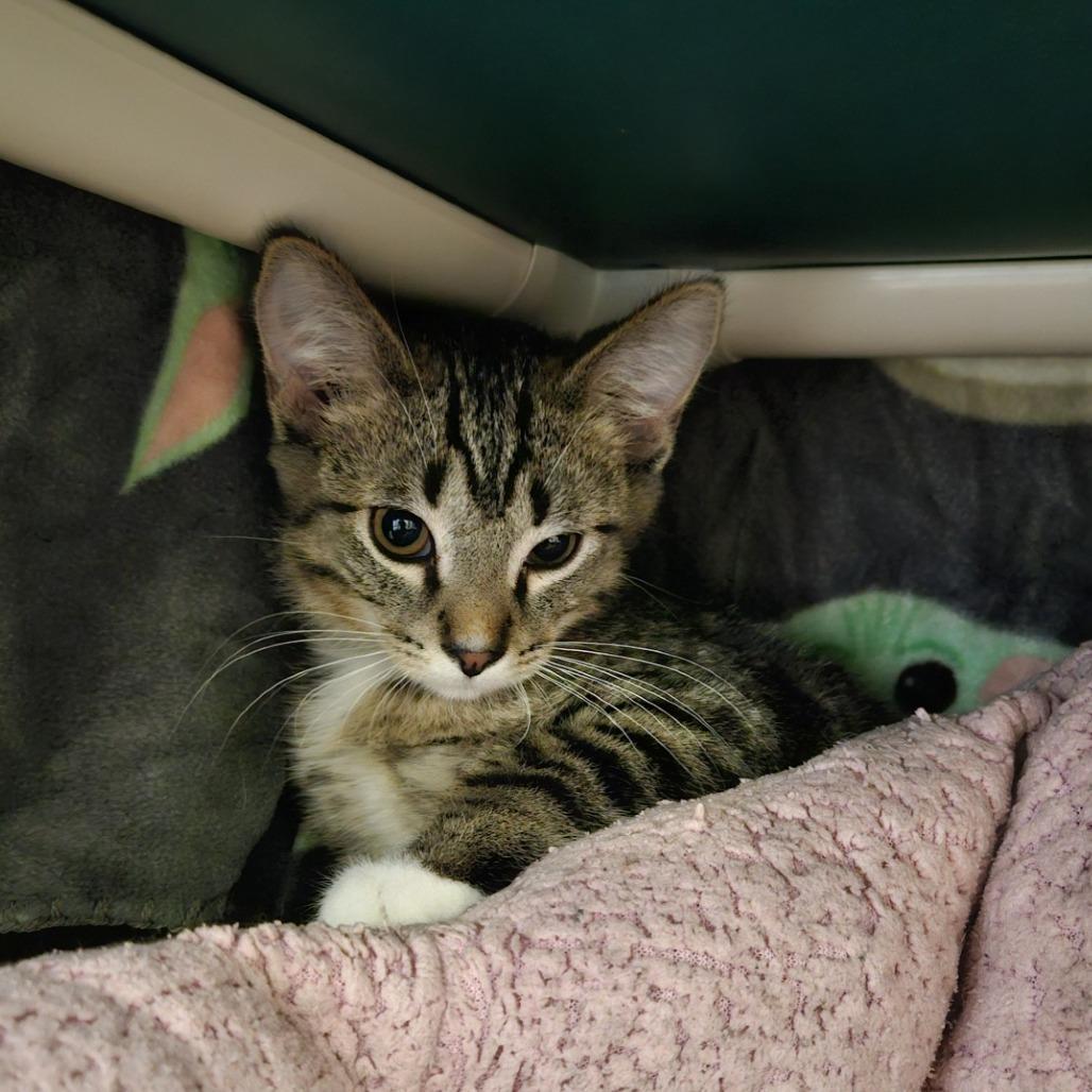 Aquarius, Adoptable, Kitten Male Domestic Short Hair.