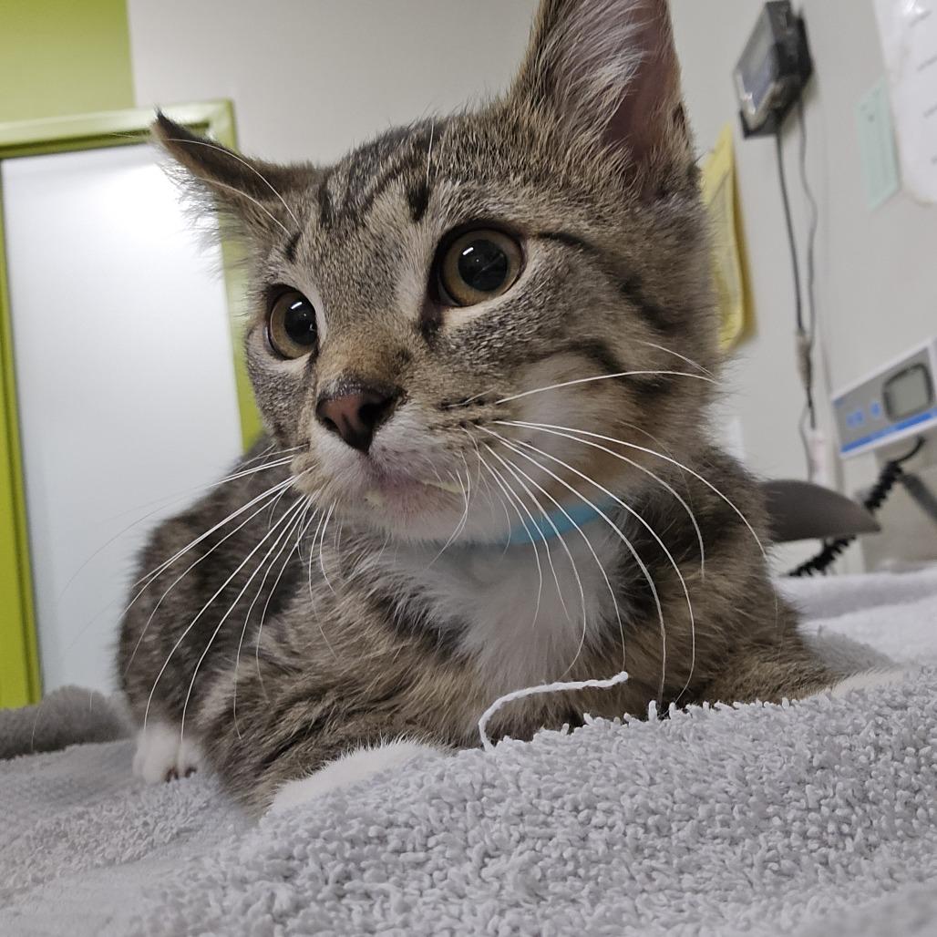 Enlarge Aquarius, a Adoptable Domestic Short Hair in Saint Cloud, MN image 2/3