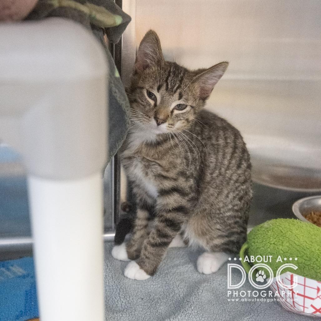 Enlarge Aquarius, a Adoptable Domestic Short Hair in Saint Cloud, MN image 3/3