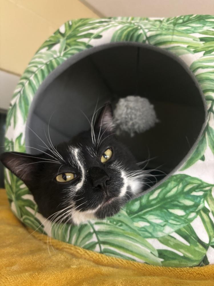 McQueen, Adoptable, Young Male Domestic Short Hair.