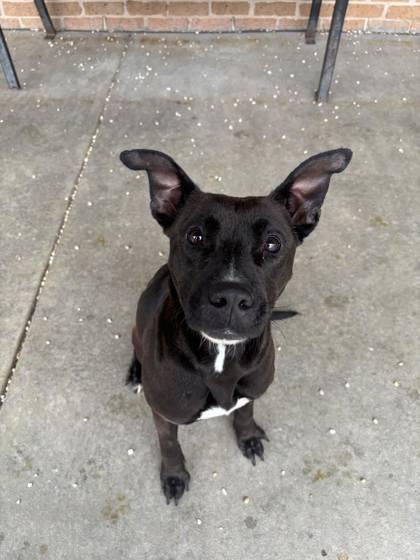 Enlarge Patty (151382), a Adoptable mixed breed in Baton Rouge, LA image 1/1