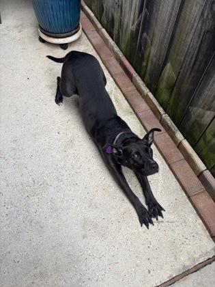 Enlarge Patty (151382) (In a Foster Home), a Adoptable mixed breed in Baton Rouge, LA image 5/6